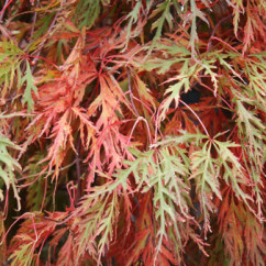 Acer-palmatum-dis-Orangeola