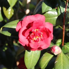Camellia Canterbury (5)