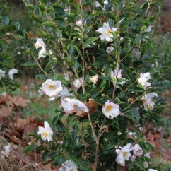 Camellia sasnqua Yoimachi (2)