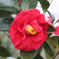 camellia-japonica-adolphe-audusson