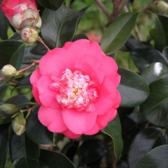 camellia-japonica-chandleri-elegans