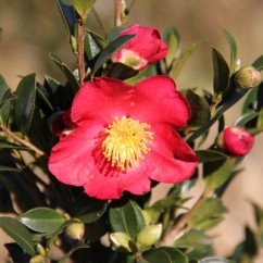 camellia-sasanqua-yuletide