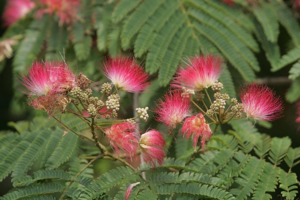 Albizzia: julibrissin “Ombrella” ® BOUBRI Albizzia: julibrissin “Ombrella” ® BOUBRI