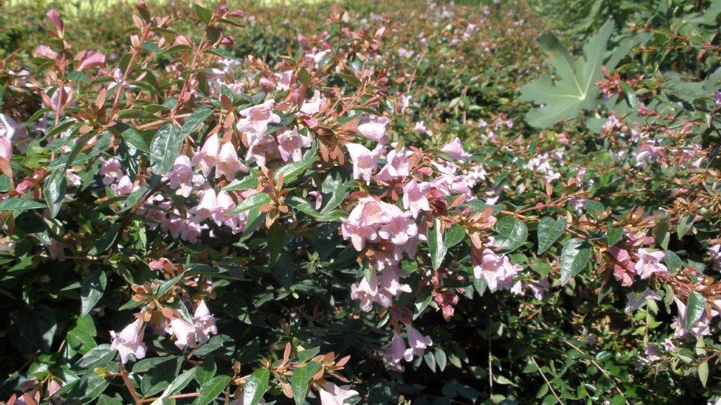 Abelia Edward Goucher Abelia Edward Goucher