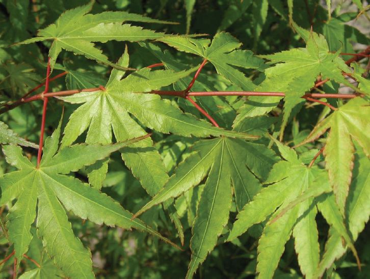 Acer palmatum Arakawa