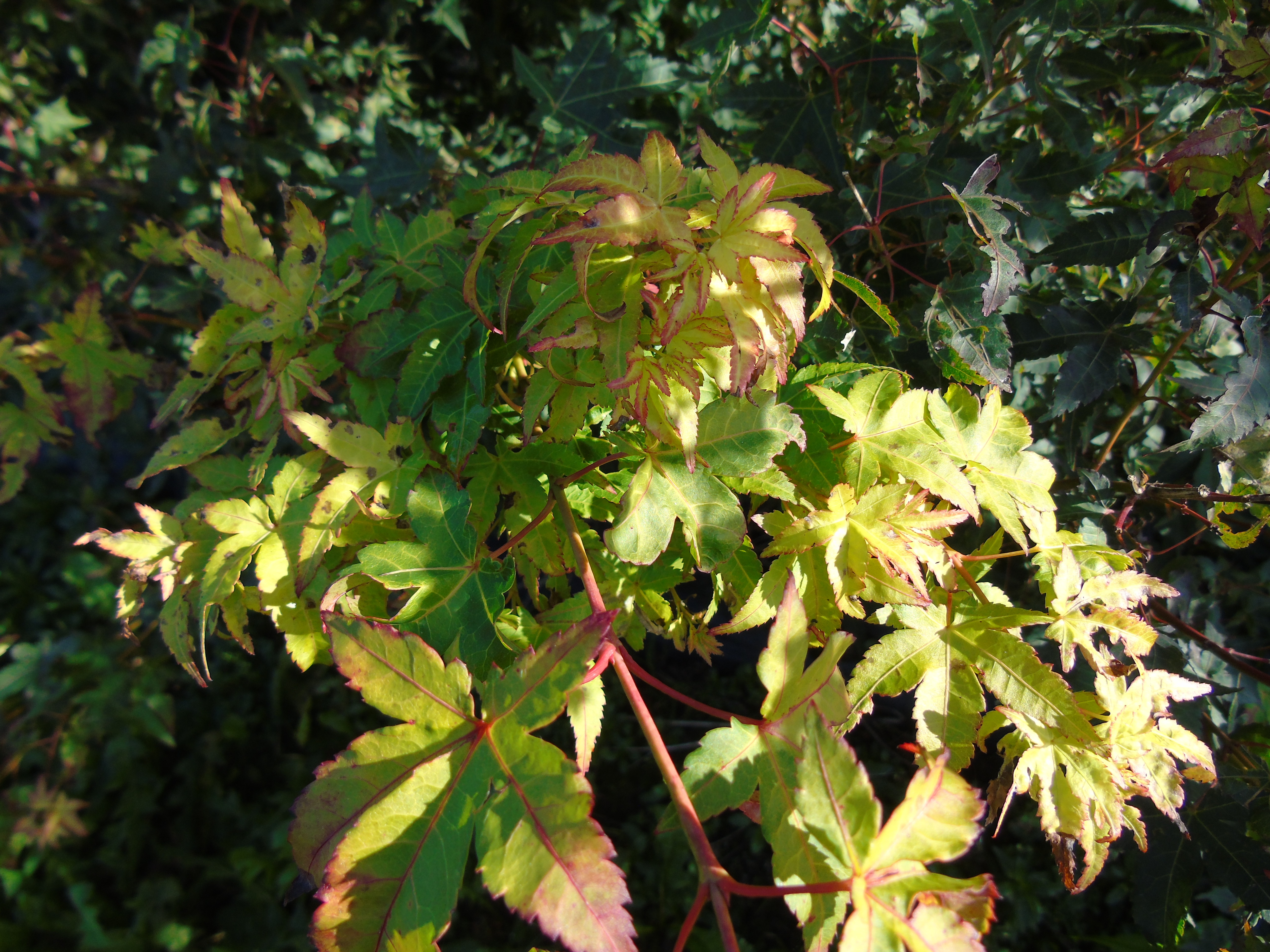 Acer palmatum Aureum