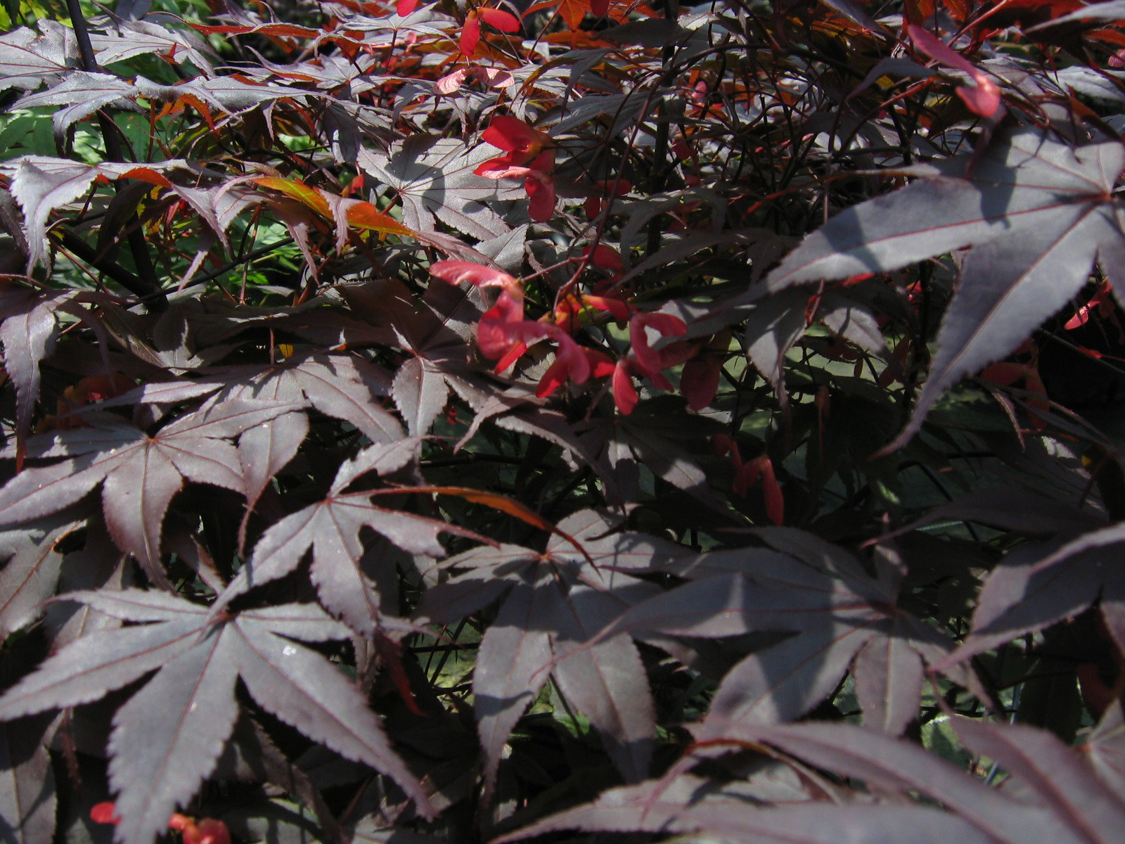 Acer palmatum Bloodgood