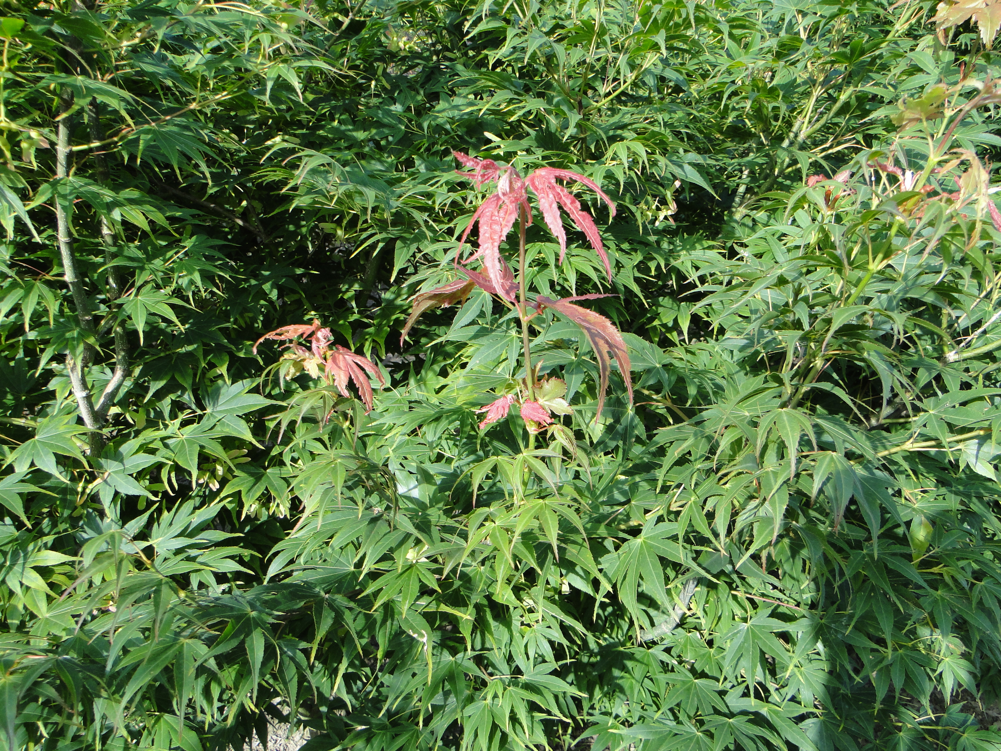 Acer palmatum Elegans
