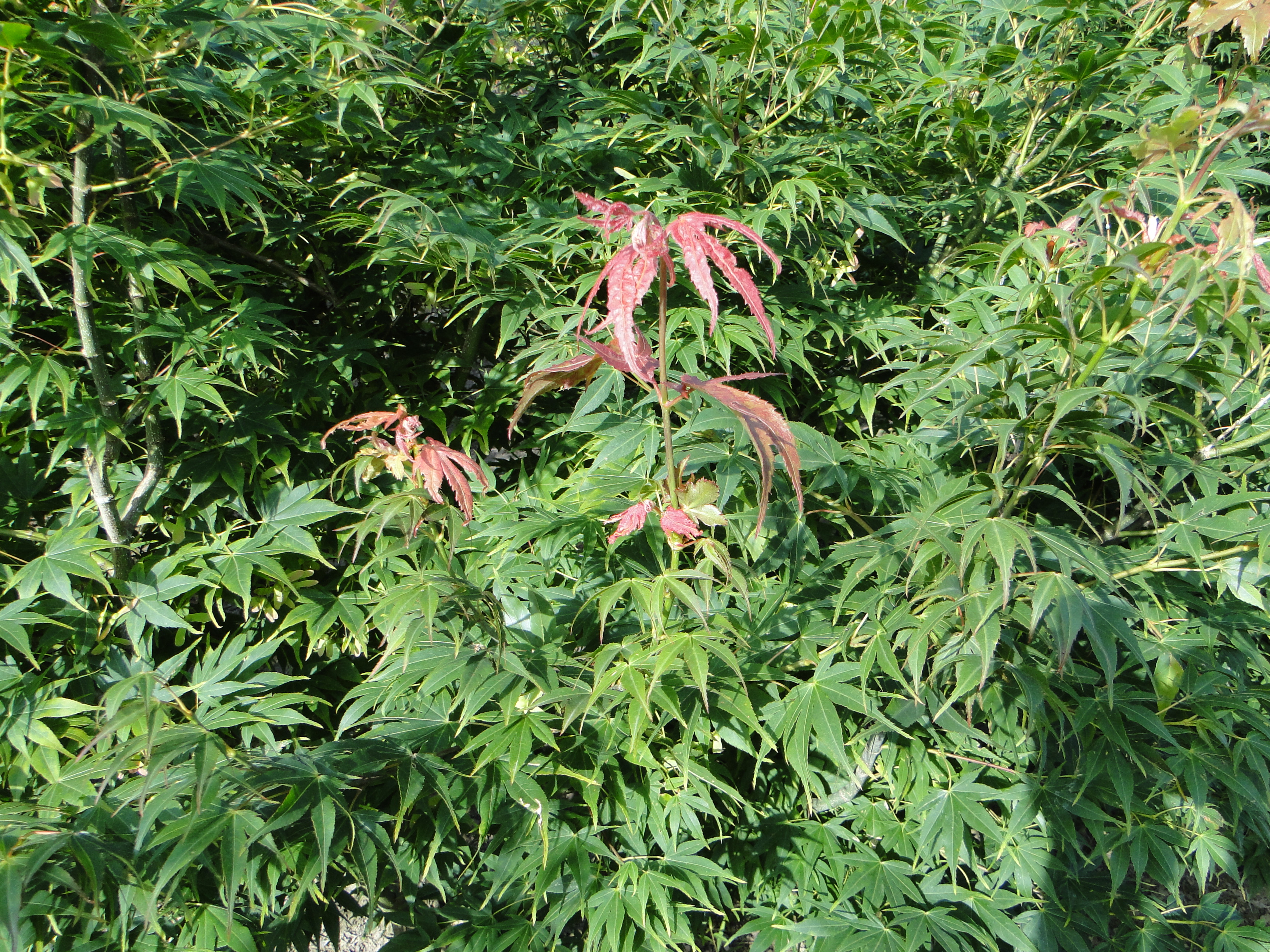 Acer palmatum Elegans Acer palmatum Elegans