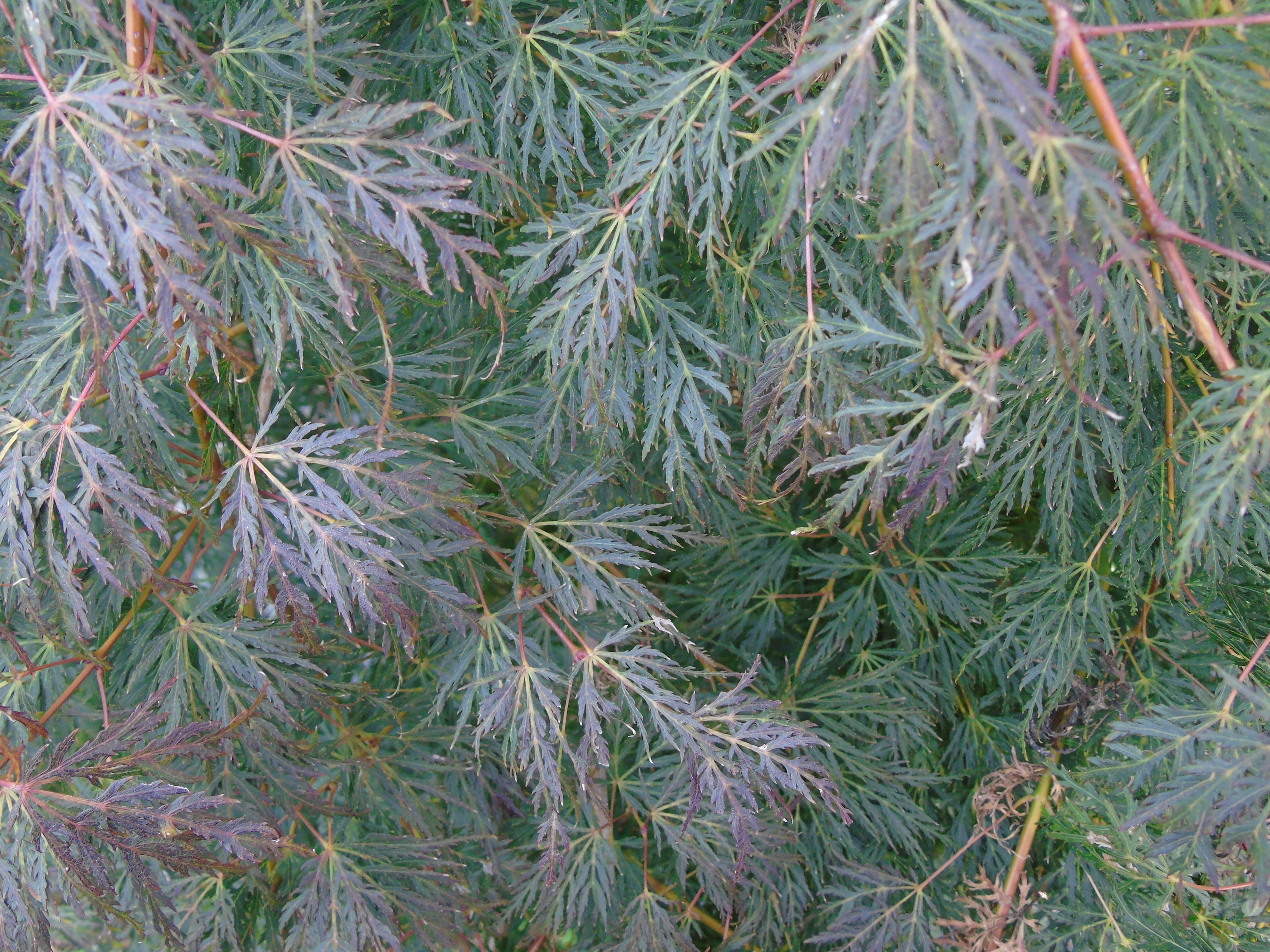 Acer palmatum dissectum Emerald Lace Acer palmatum dissectum Emerald Lace