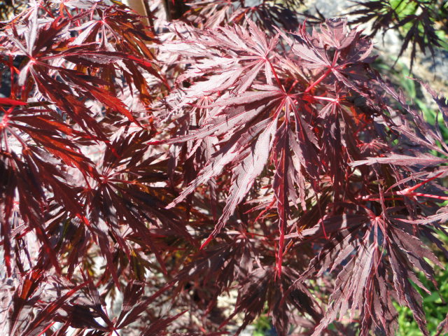 Acer palmatum dissectum Fire Cracker