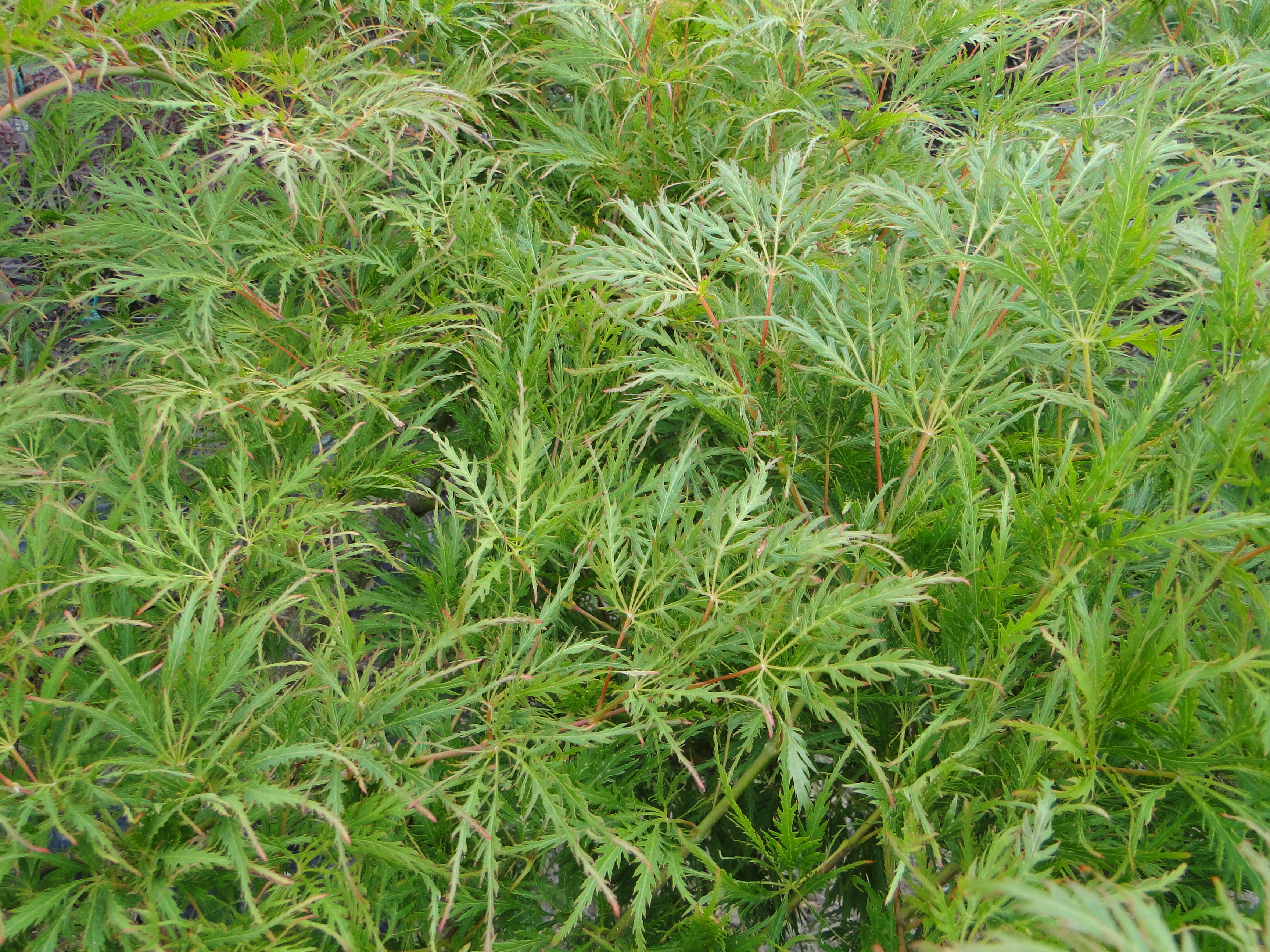 Acer palmatum dissectum Green Globe Acer palmatum dissectum Green Globe