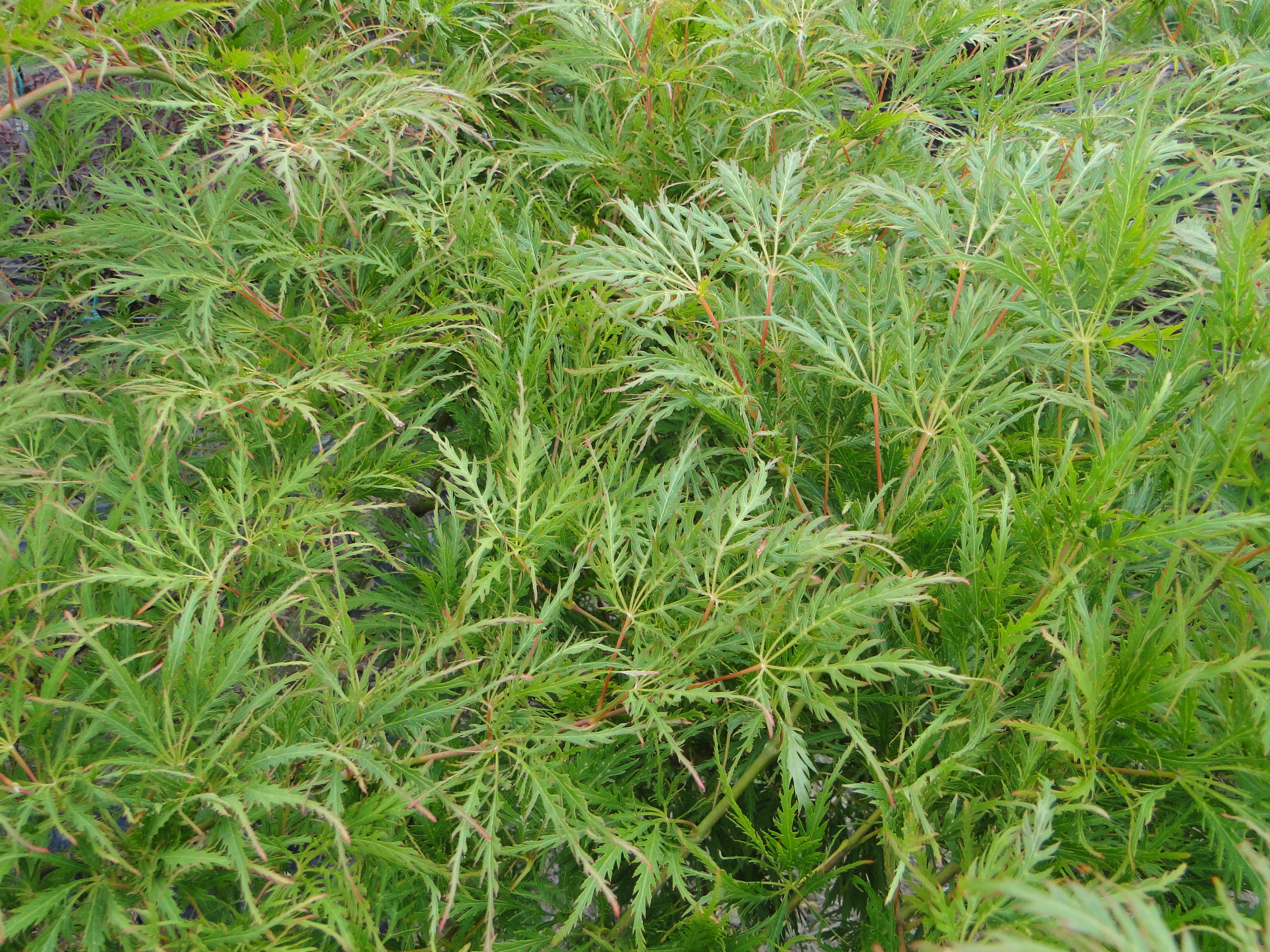 Acer palmatum dissectum Green Globe