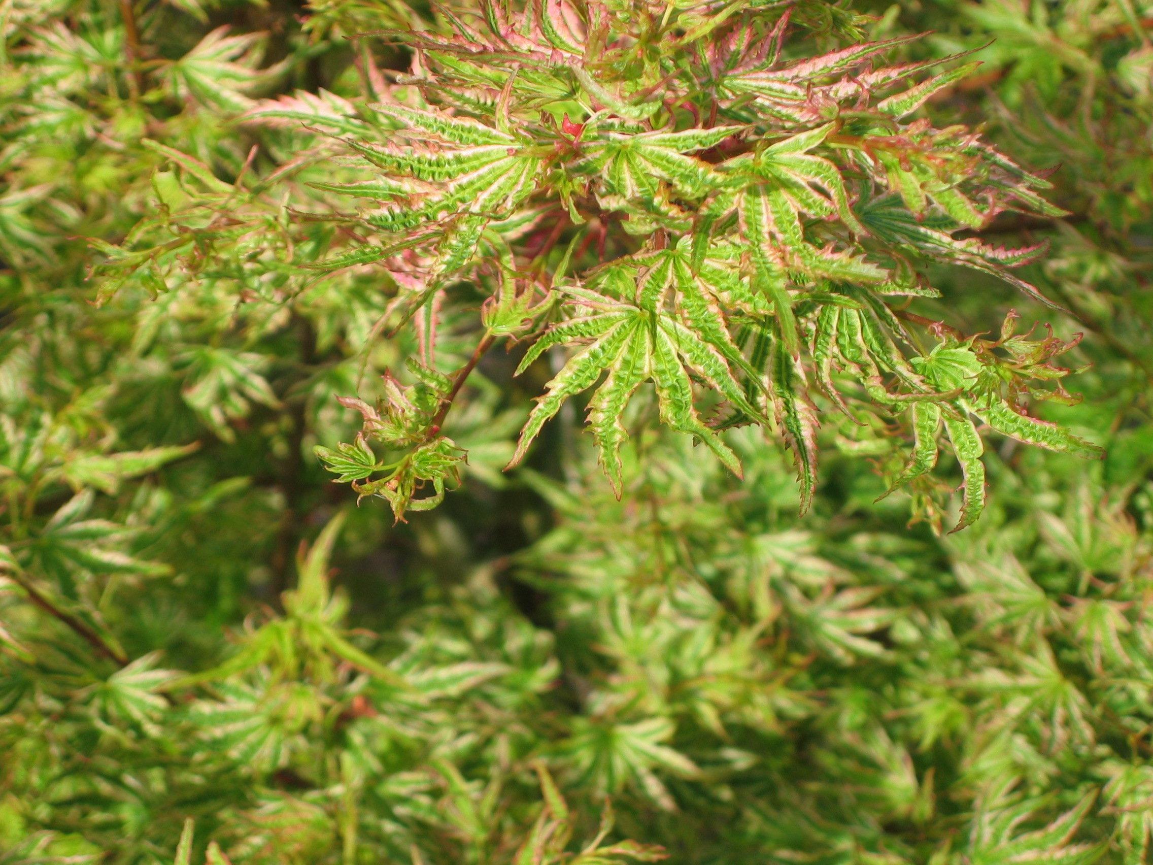 Acer palmatum Higasayama