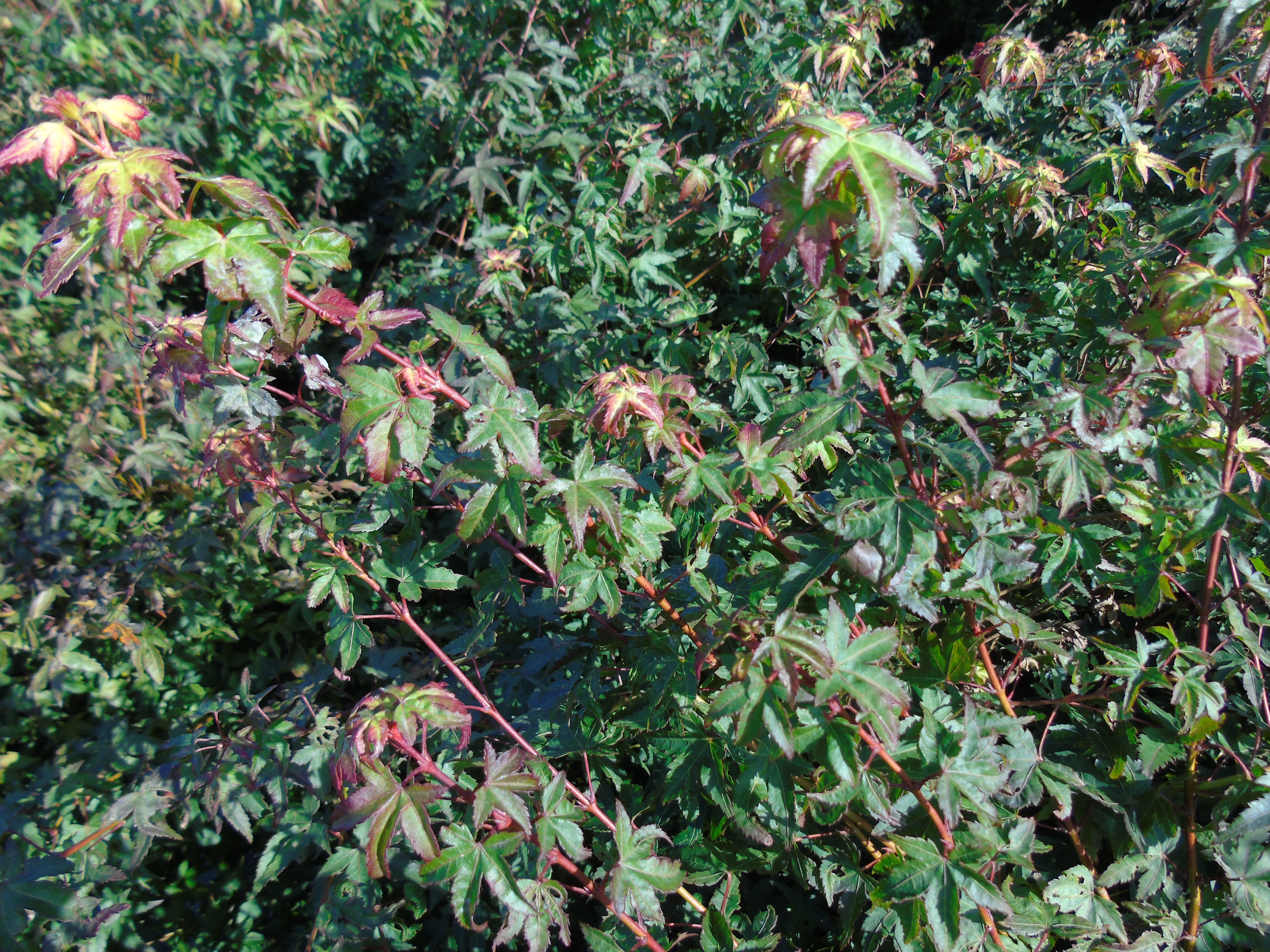 Acer palmatum Little Princess