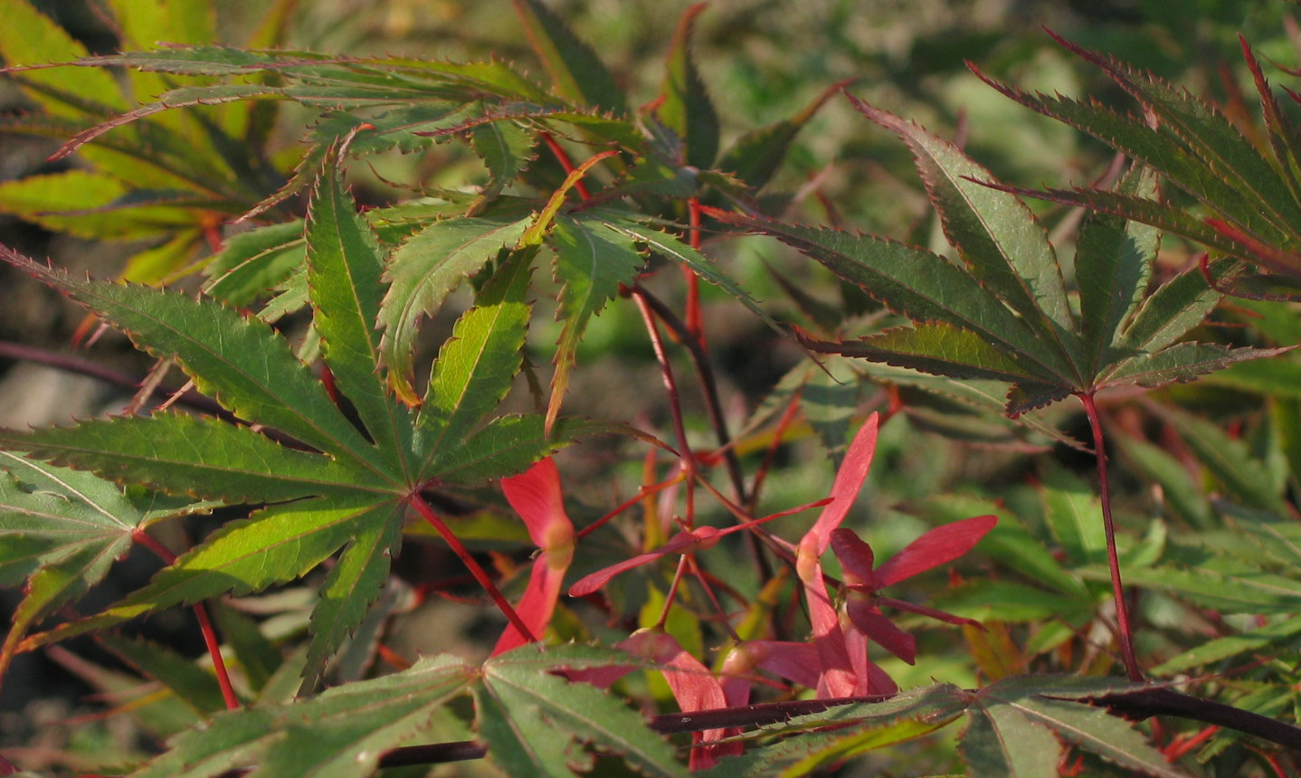 Acer palmatum Nicholsonii