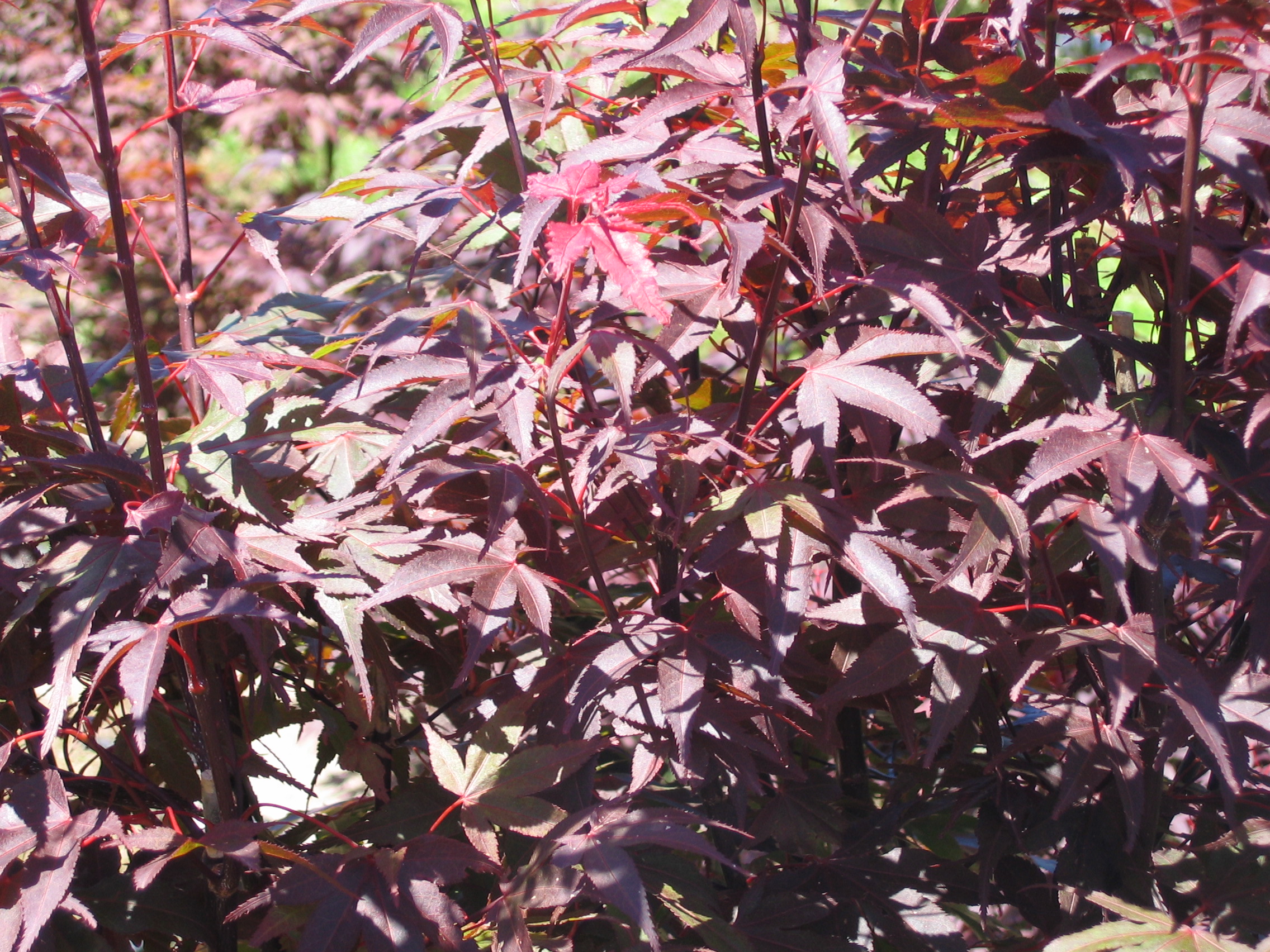 Acer palmatum Nuresagi