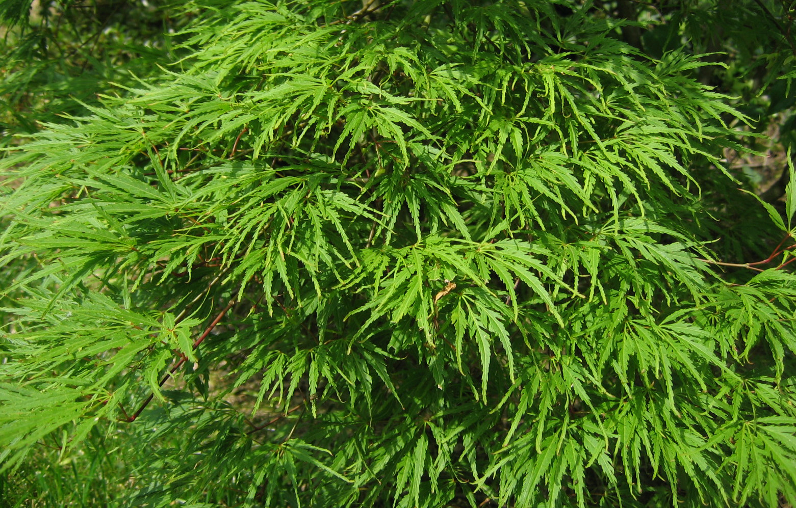 Acer palmatum dissectum Palmatifidum