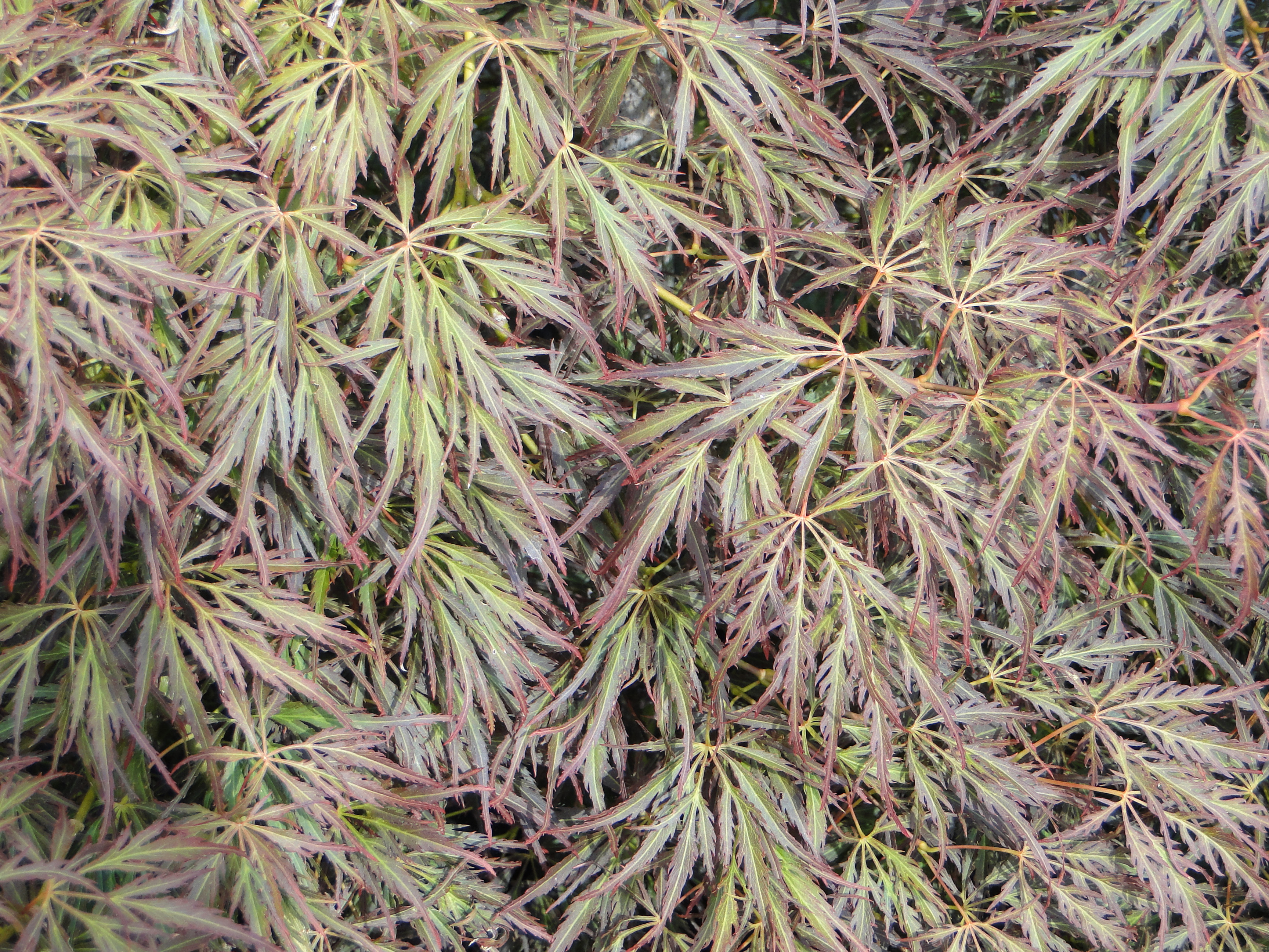 Acer palmatum dissectum Pendulum Julian