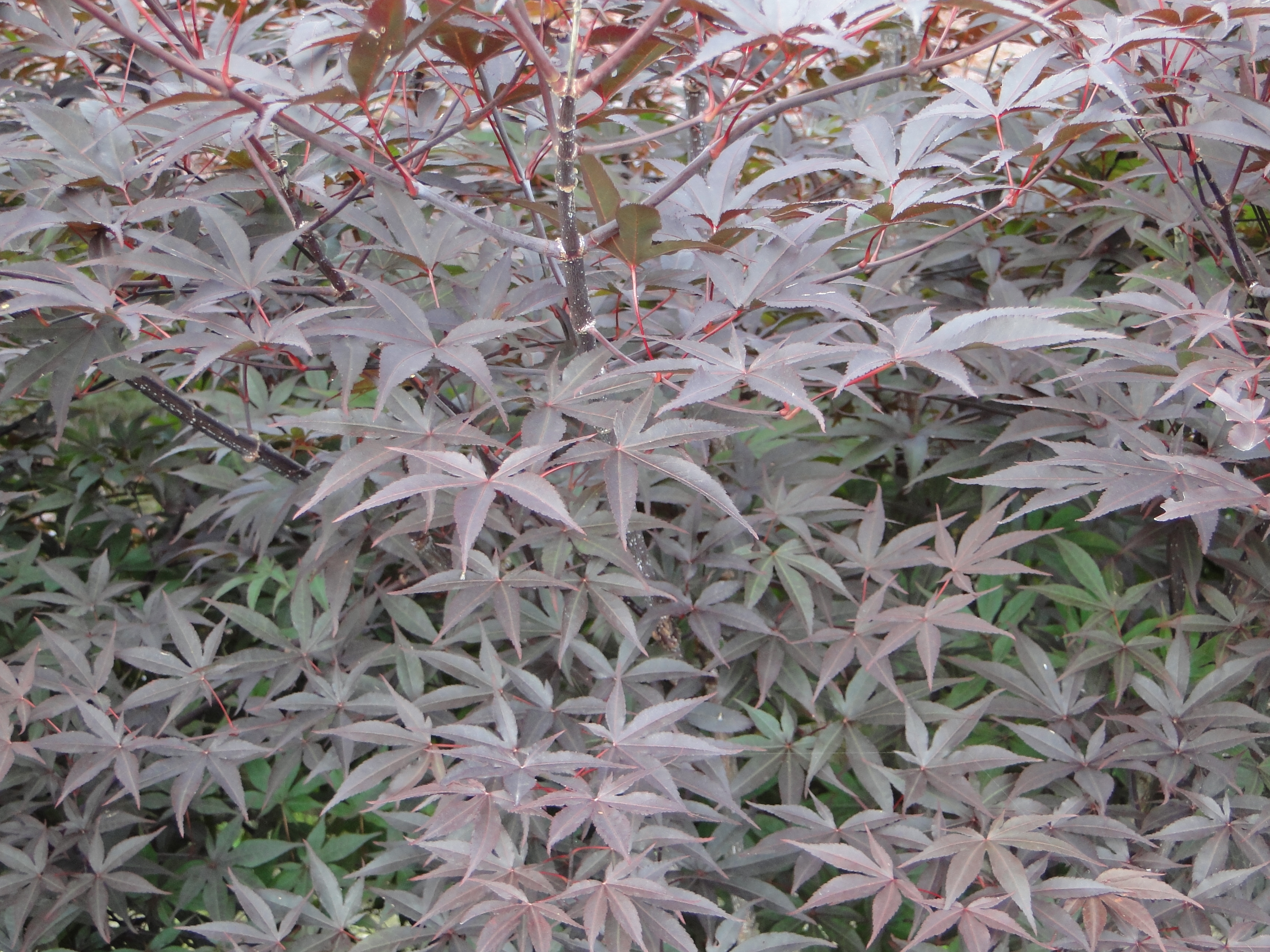 Acer palmatum Red Emperor Acer palmatum Red Emperor