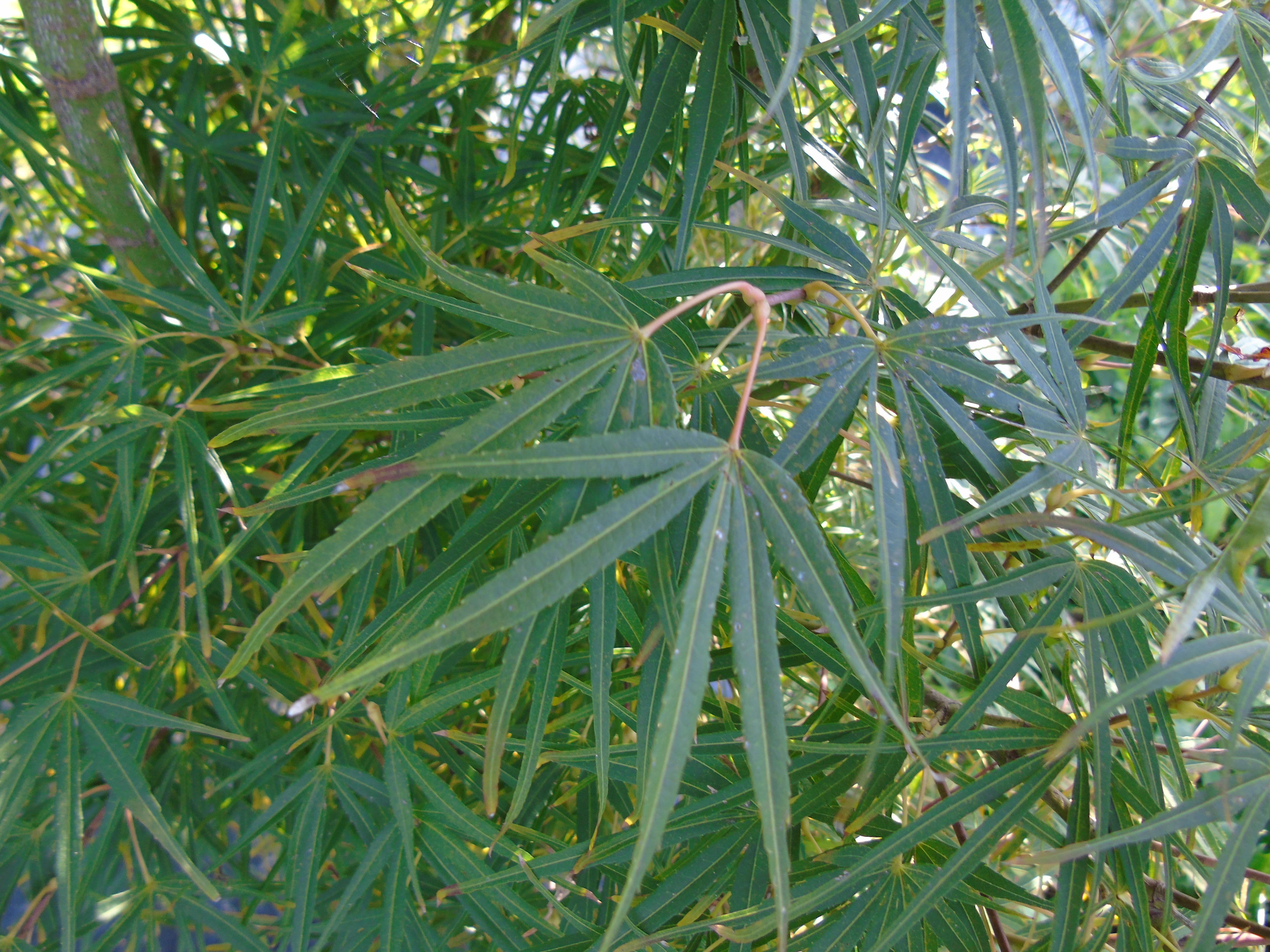 Acer palmatum Scolopendrifolium