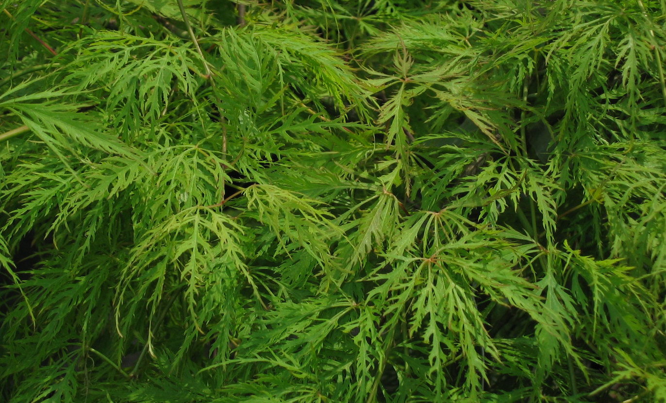 Acer palmatum dissectum Shinonome