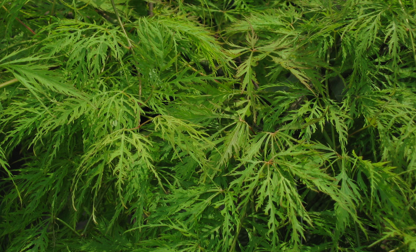 Acer palmatum dissectum Shinonome Acer palmatum dissectum Shinonome