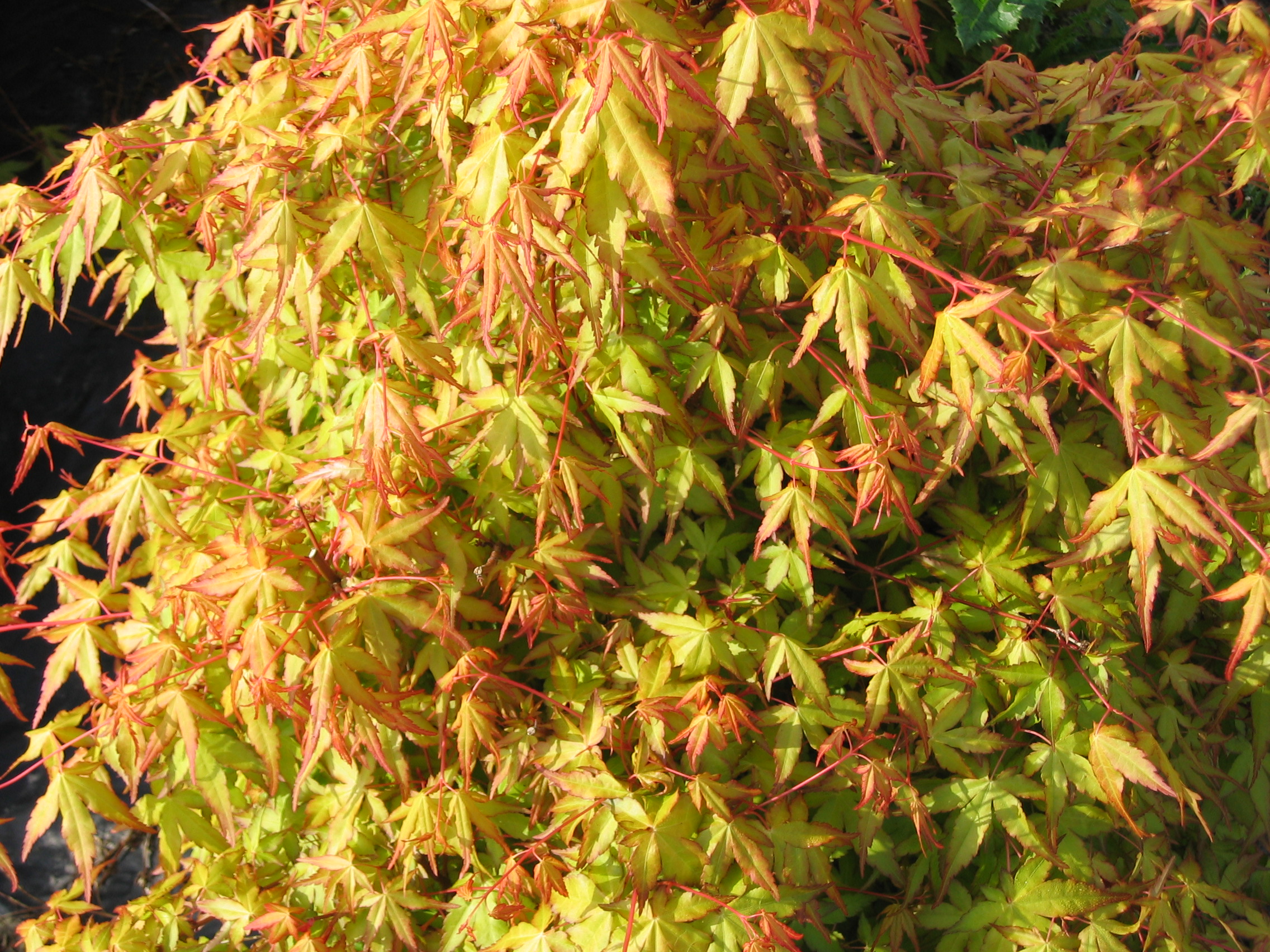 Acer palmatum Ueno Yama Acer palmatum Ueno Yama