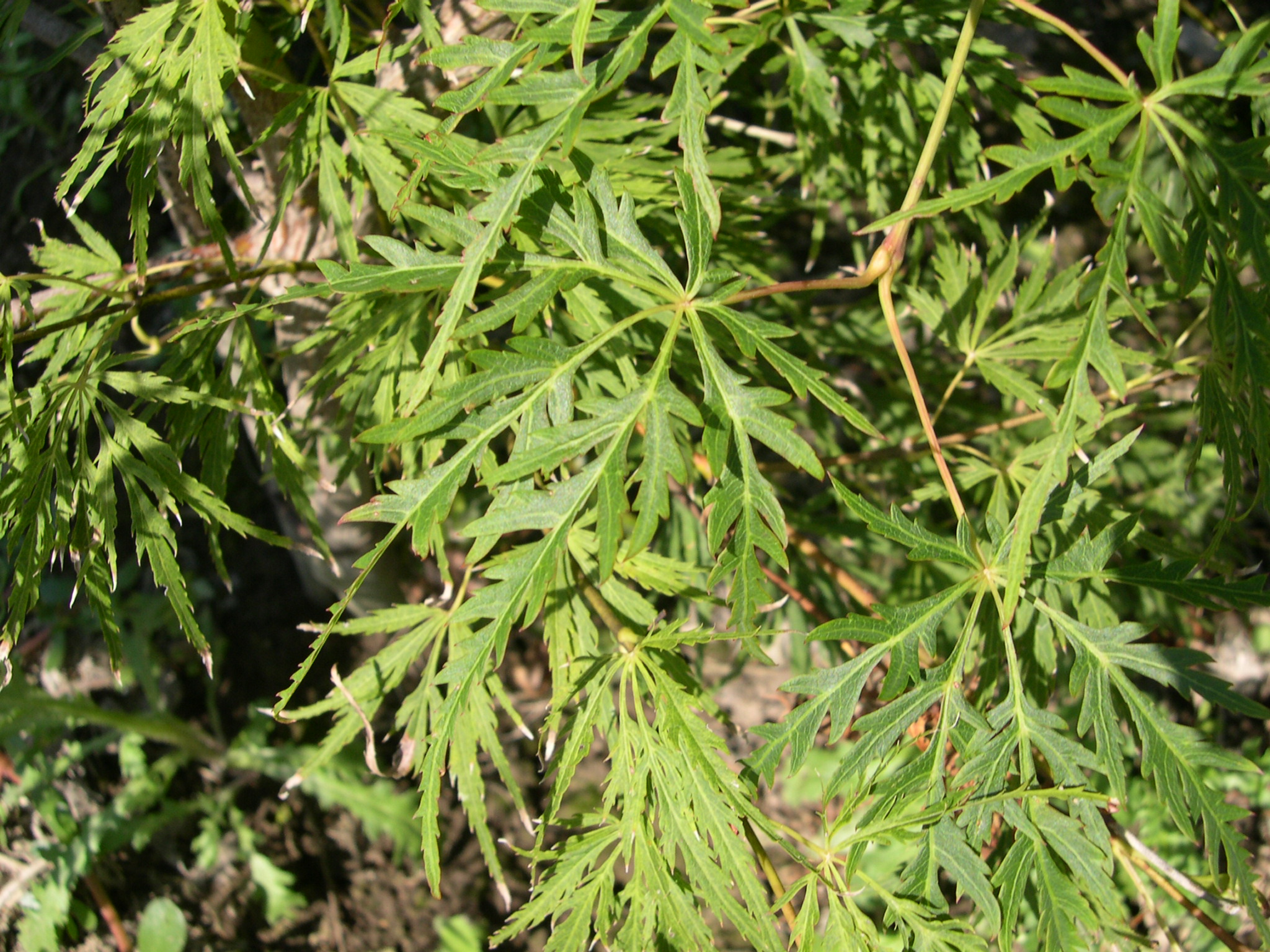 ACER palmatum Dissectum Viridis