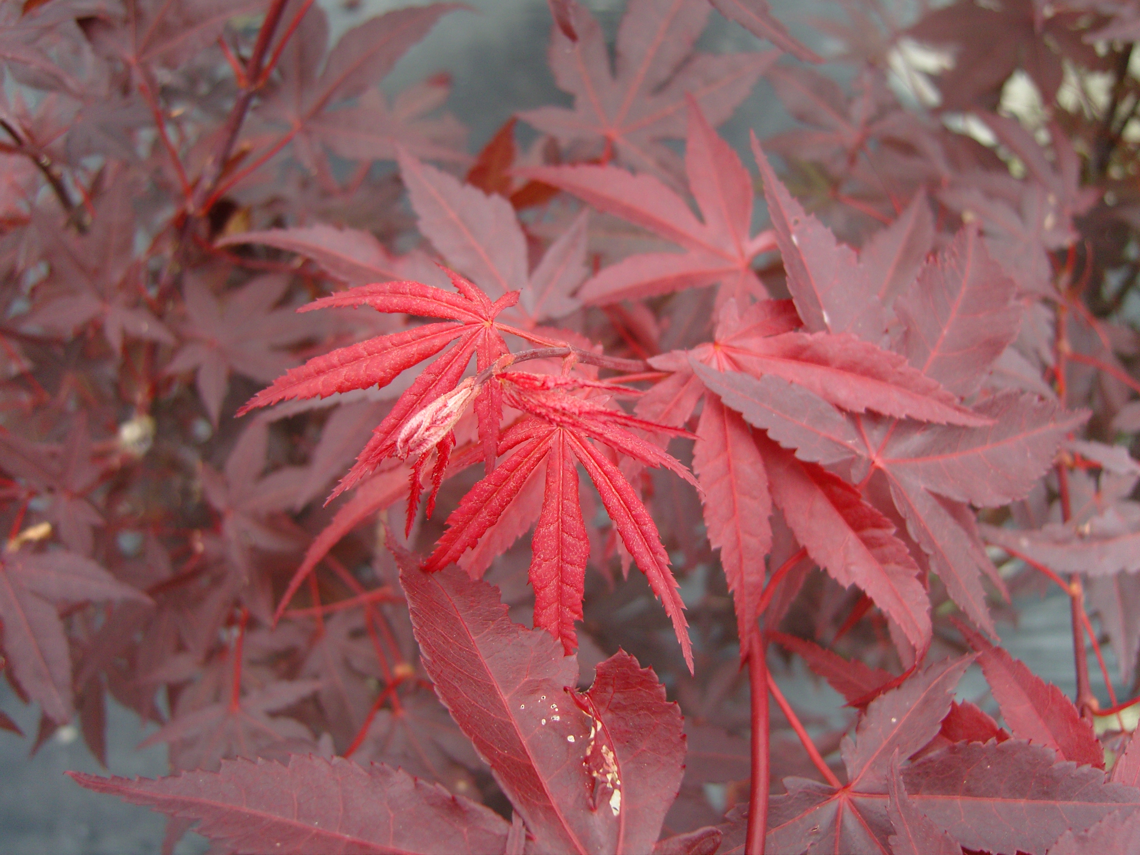 Acer palmatum Yezo Nishiki Acer palmatum Yezo Nishiki