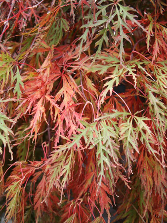 Acer palmatum dissectum Orangeola Acer palmatum dissectum Orangeola