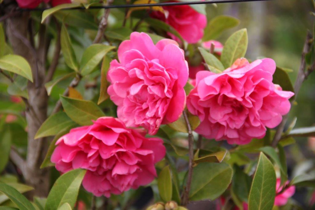 Camellia Anticipation Camellia Anticipation