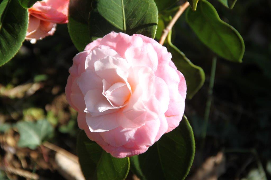 Camellia Berenice Perfection Camellia Berenice Perfection