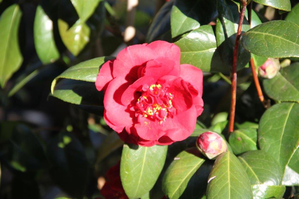 Camellia Canterbury Camellia Canterbury