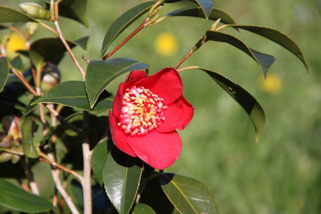 Camellia Kimberley