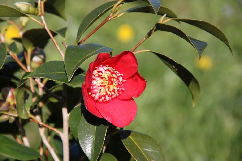 Camellia Kimberley Camellia Kimberley