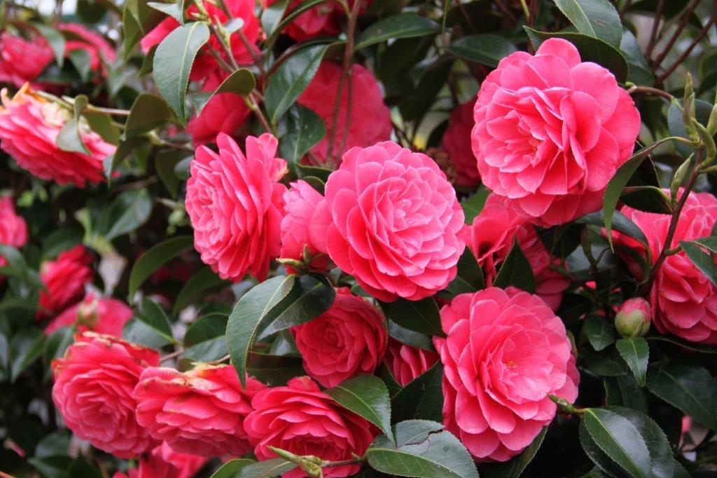 Camellia Spring Formal Camellia Spring Formal