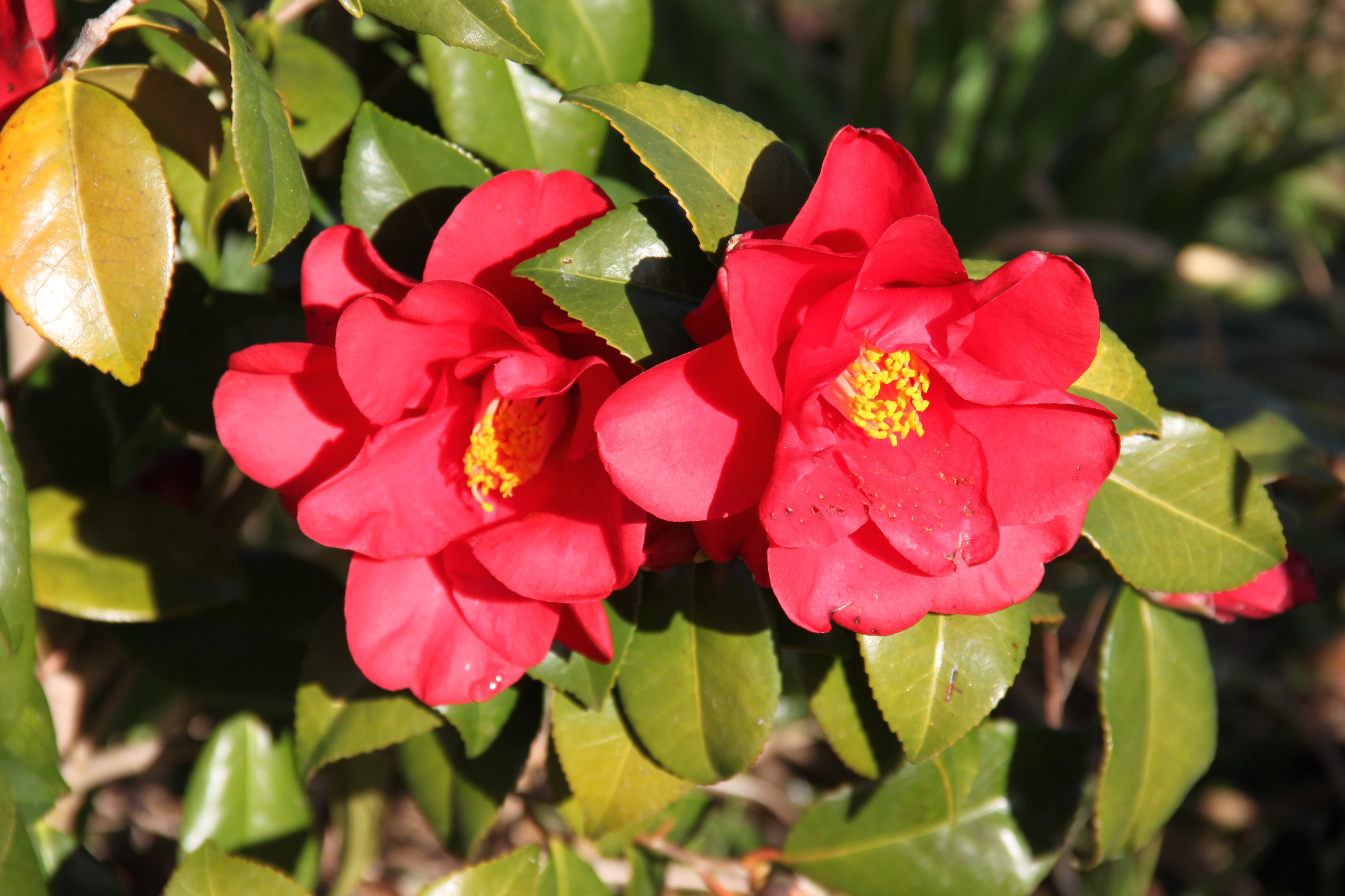 Camellia Wildfire