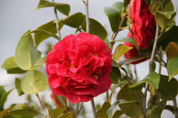 Camellia Kramer’s Supreme Camellia Kramer’s Supreme