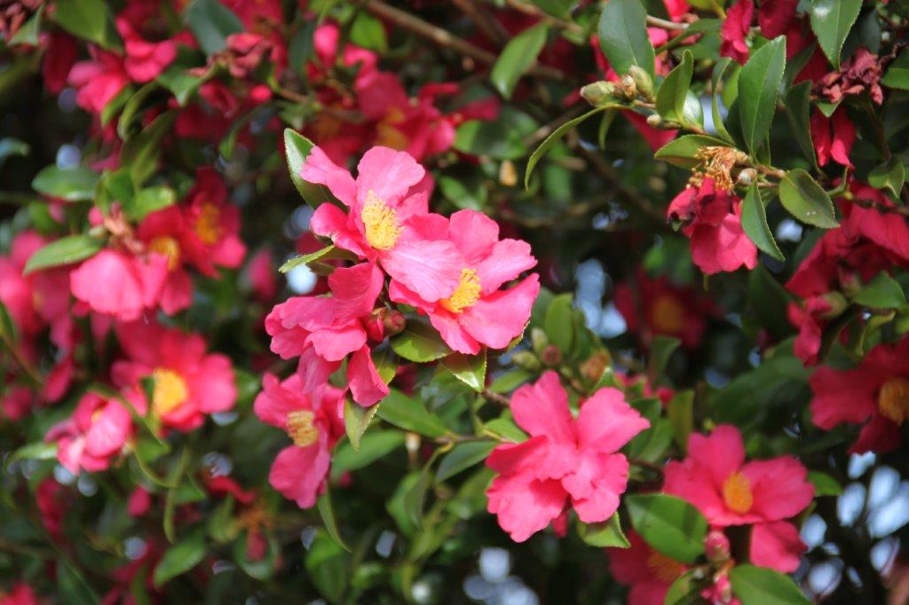Camellia Crimson King Camellia Crimson King
