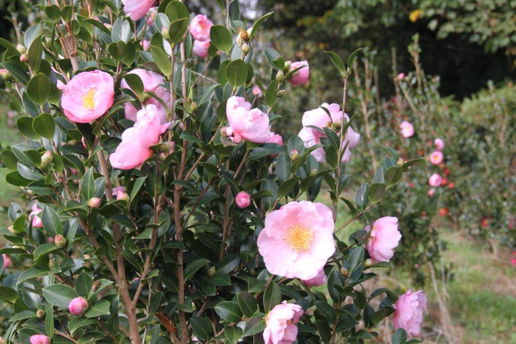 Camellia Pink Goddess Camellia Pink Goddess