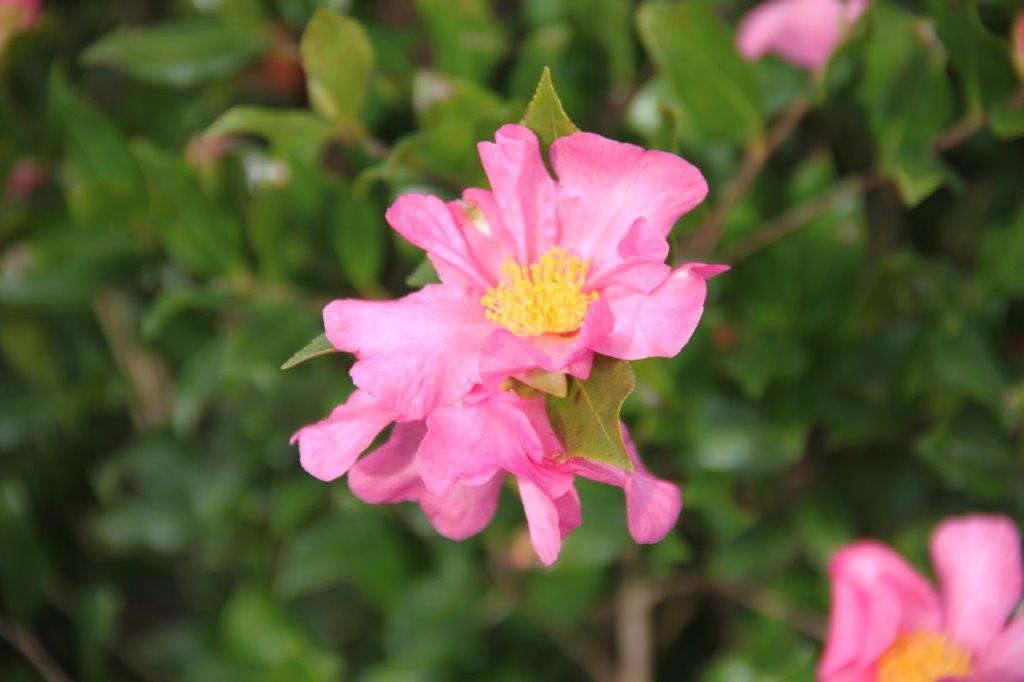 Camellia Cleopatra Camellia Cleopatra
