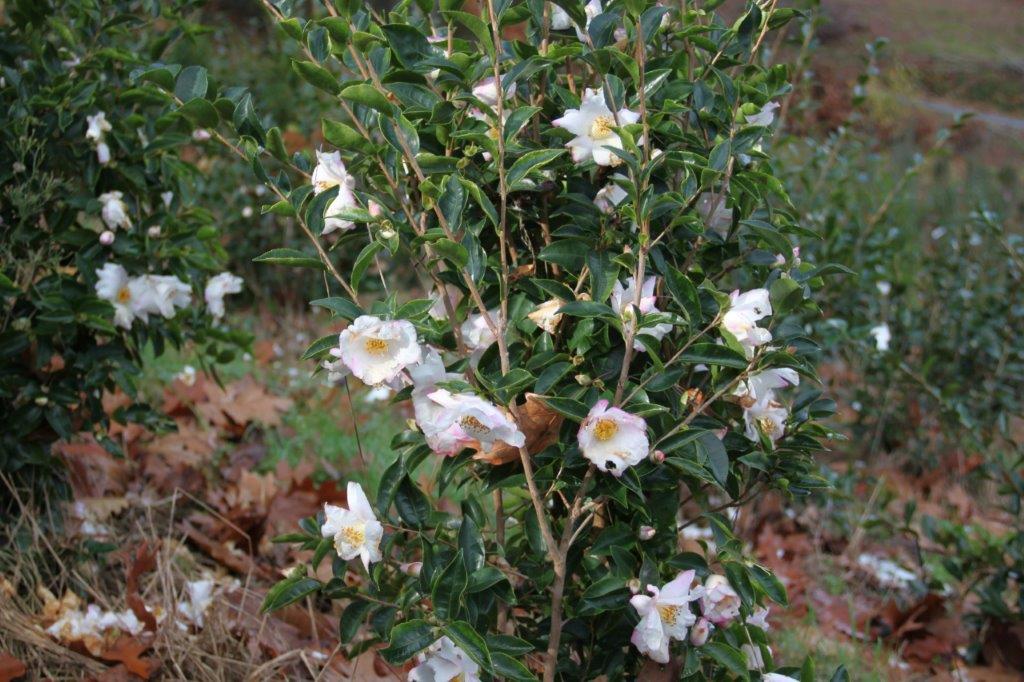 Camellia Yoimachi Camellia Yoimachi