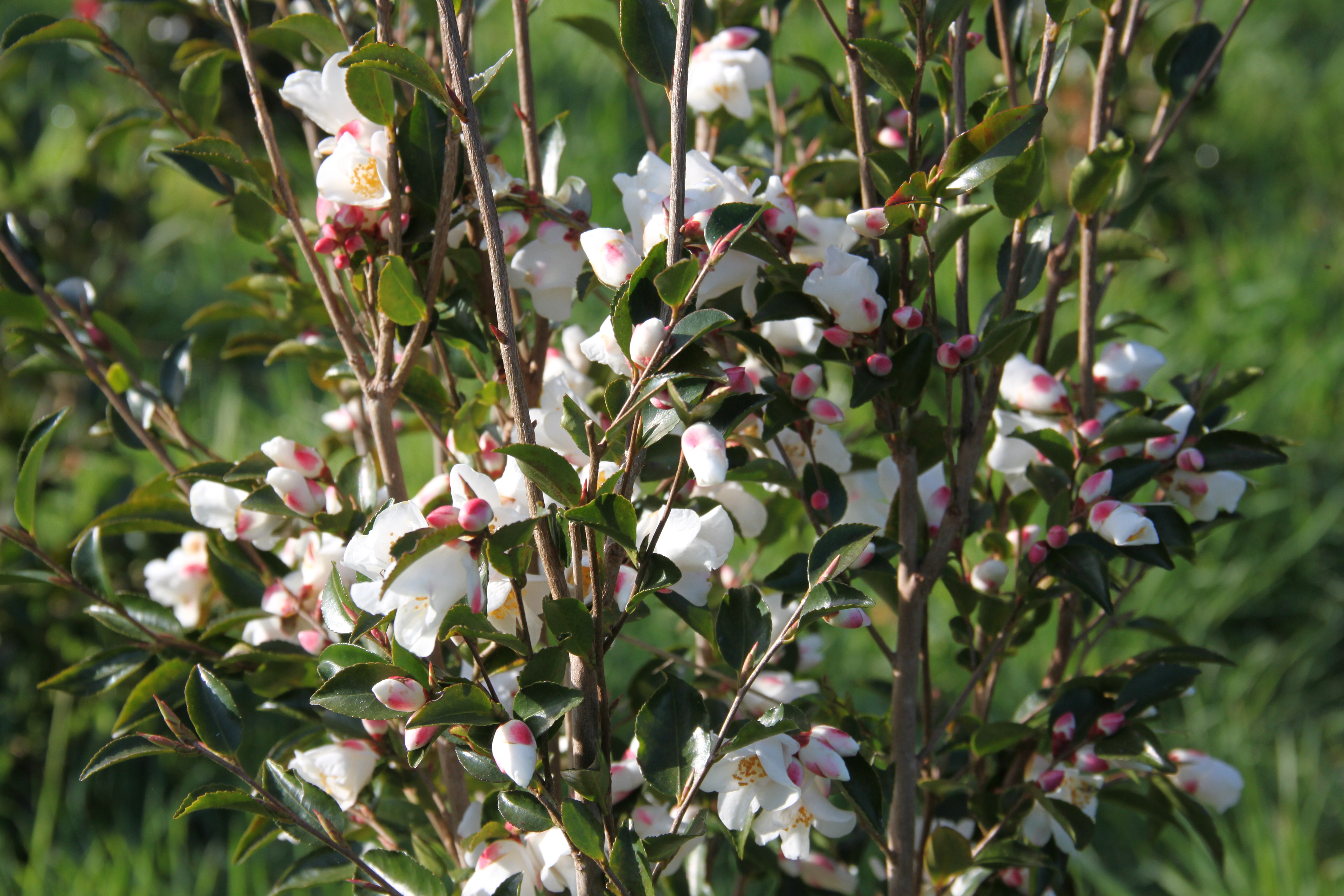 Camellia Transnokoensis Camellia Transnokoensis