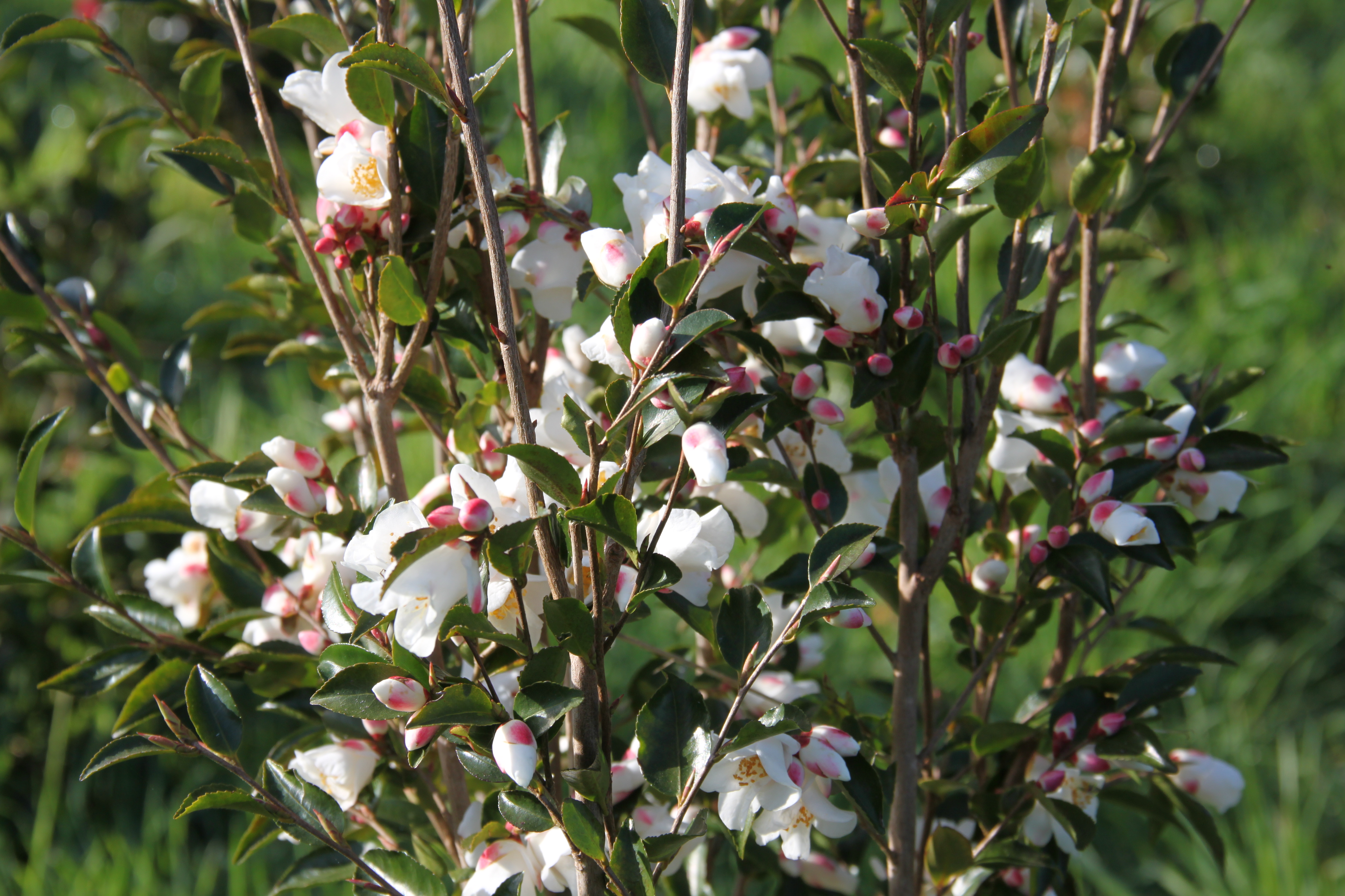 Camellia Transnokoensis