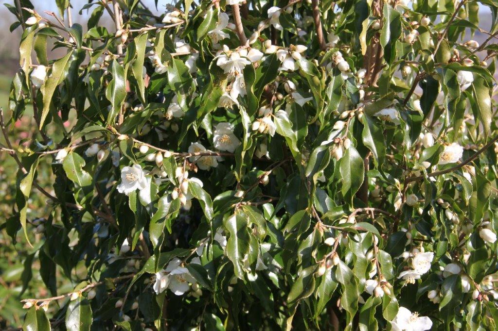 Camellia Tsaii Camellia Tsaii
