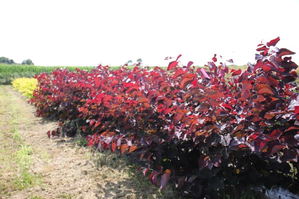 Cercis Forest Pansy Cercis Forest Pansy