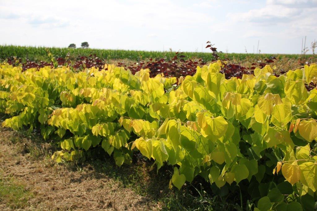 Cercis Hearts of gold