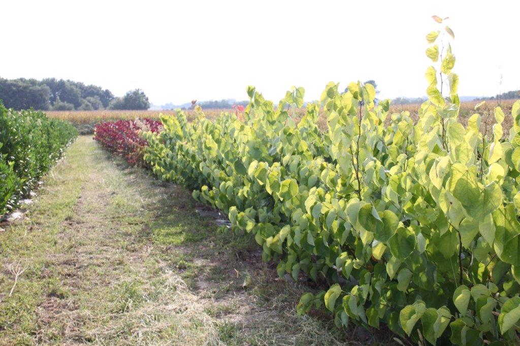 Cercis Royal White Cercis Royal White