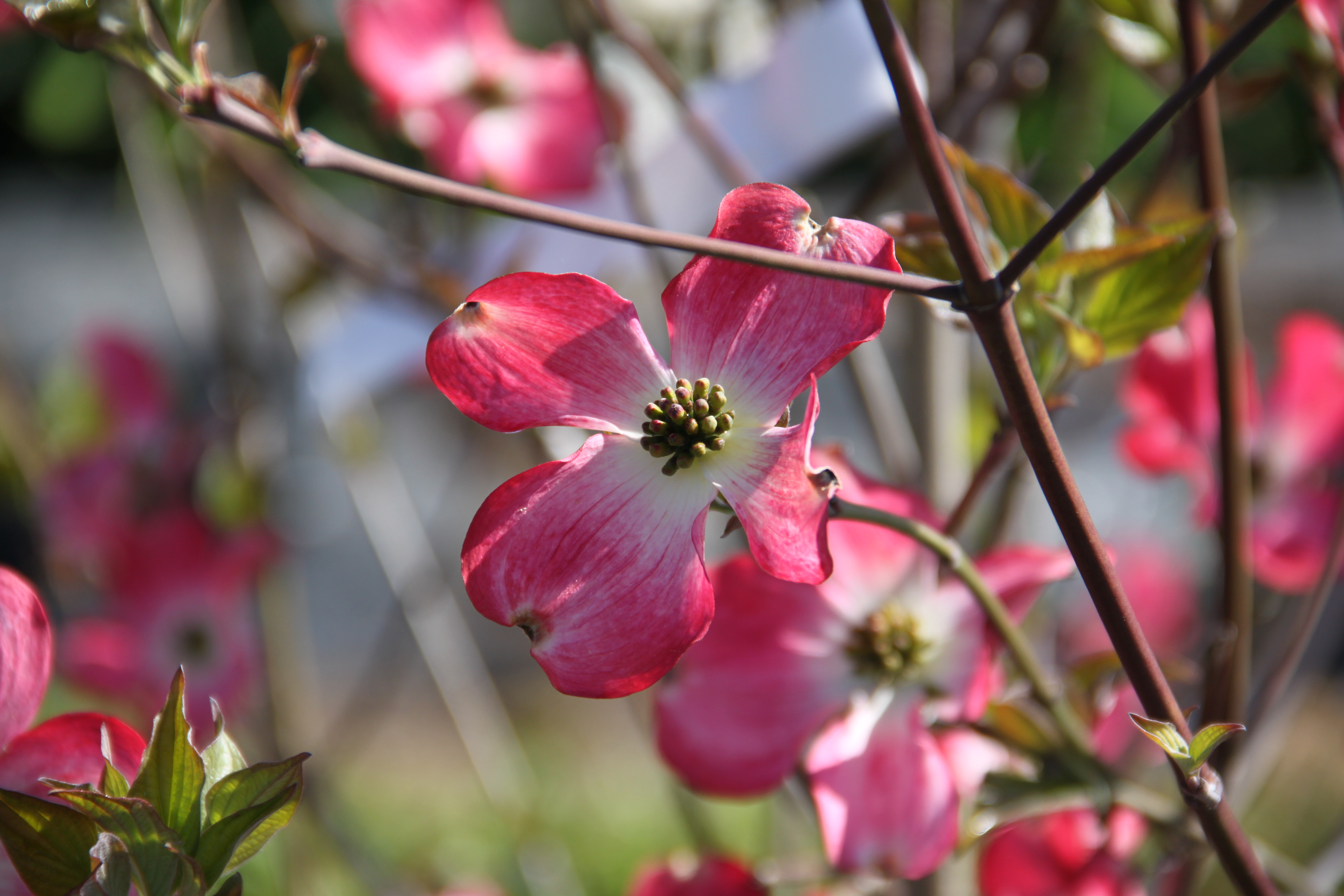 Cornus florida Cherokee Chief